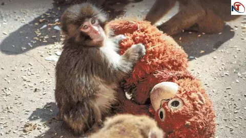 Japan Zoo Viral Story