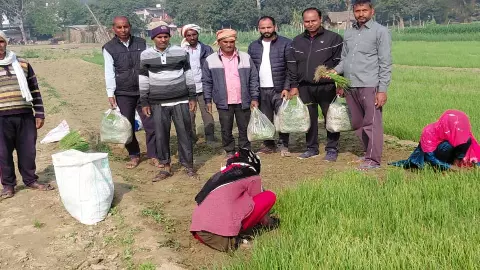 Farmer removing onion nursery