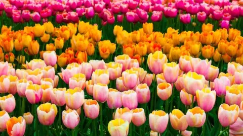 NDMC Tulip Festival 2026 NDMC Tulip Festival 2026