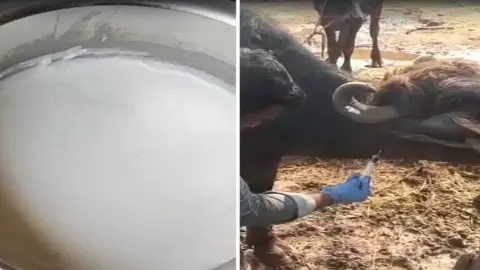 Adulterated Milk Case Andhra Pradesh