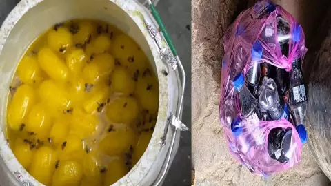 Food departments big action ahead of Holi, many expired products including cheese destroyed