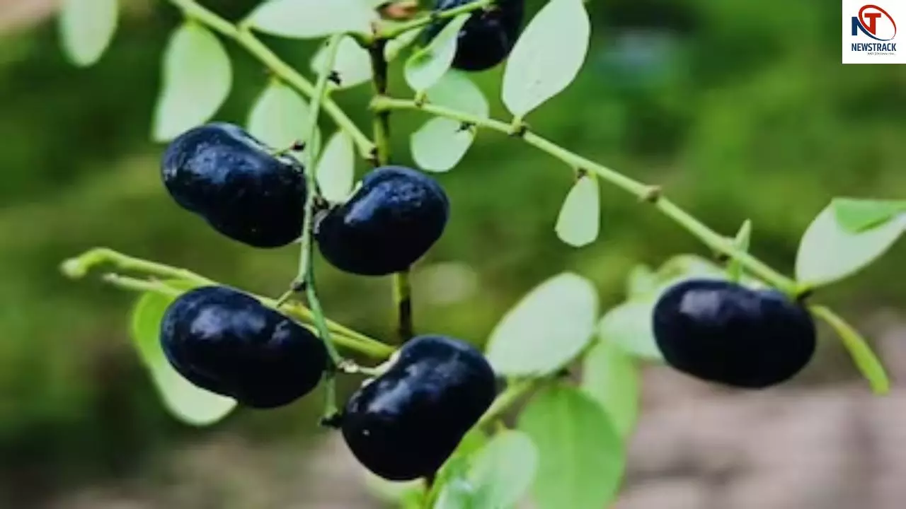 Neelbadi Plant Benefits Neelbadi Plant Benefits