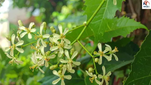 Neem Flowers Benefits Neem Flowers Benefits
