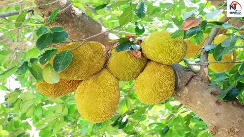 Jackfruit Benefits