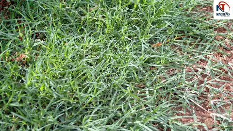 Durva Grass Benefits Durva Grass Benefits