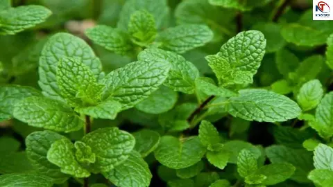 Pudina Benefits Pudina Benefits