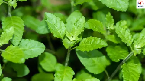 Tulsi Ke Fayde