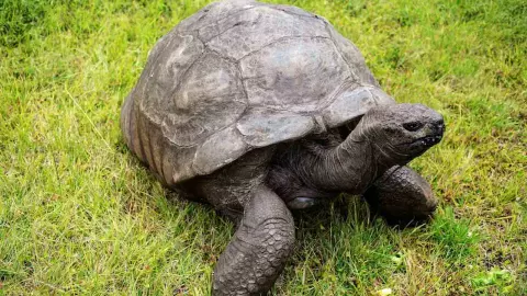 Jonathan turtle alive fake death news