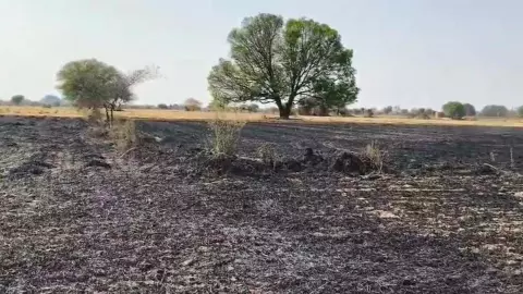 Water from fire in Mahoba 7 bighas of wheat crop, farmers busy