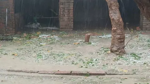 Heavy crop damage from hailstorm in Eta, farmers distressed