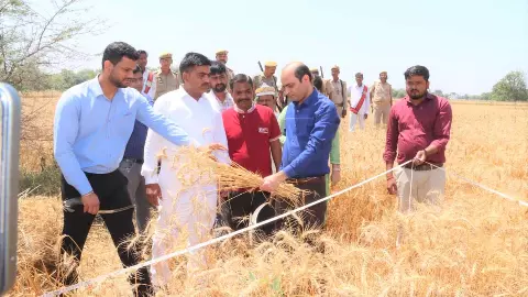 DM cut wheat crop in Bhadausi, 47.47 quintals produced