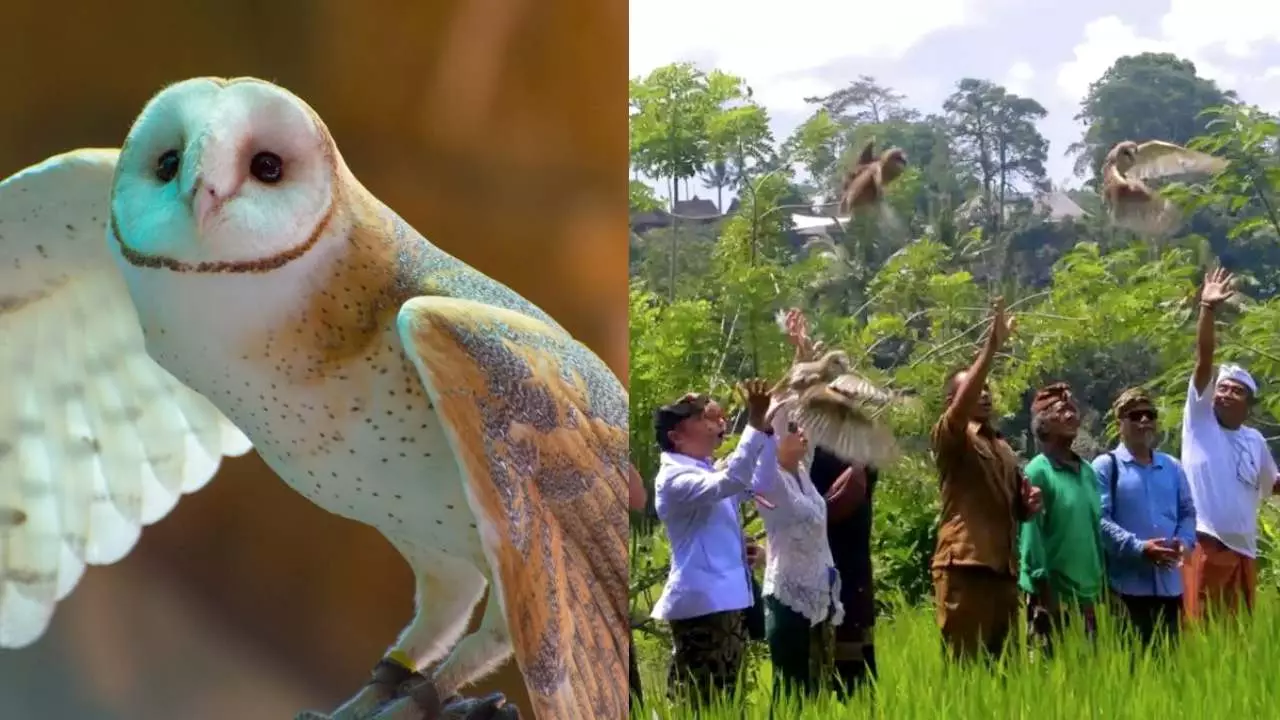 white owl farming bali natural pest control rat control agriculture model boosts yield white owl farming bali natural pest control rat control agriculture model boosts yield
