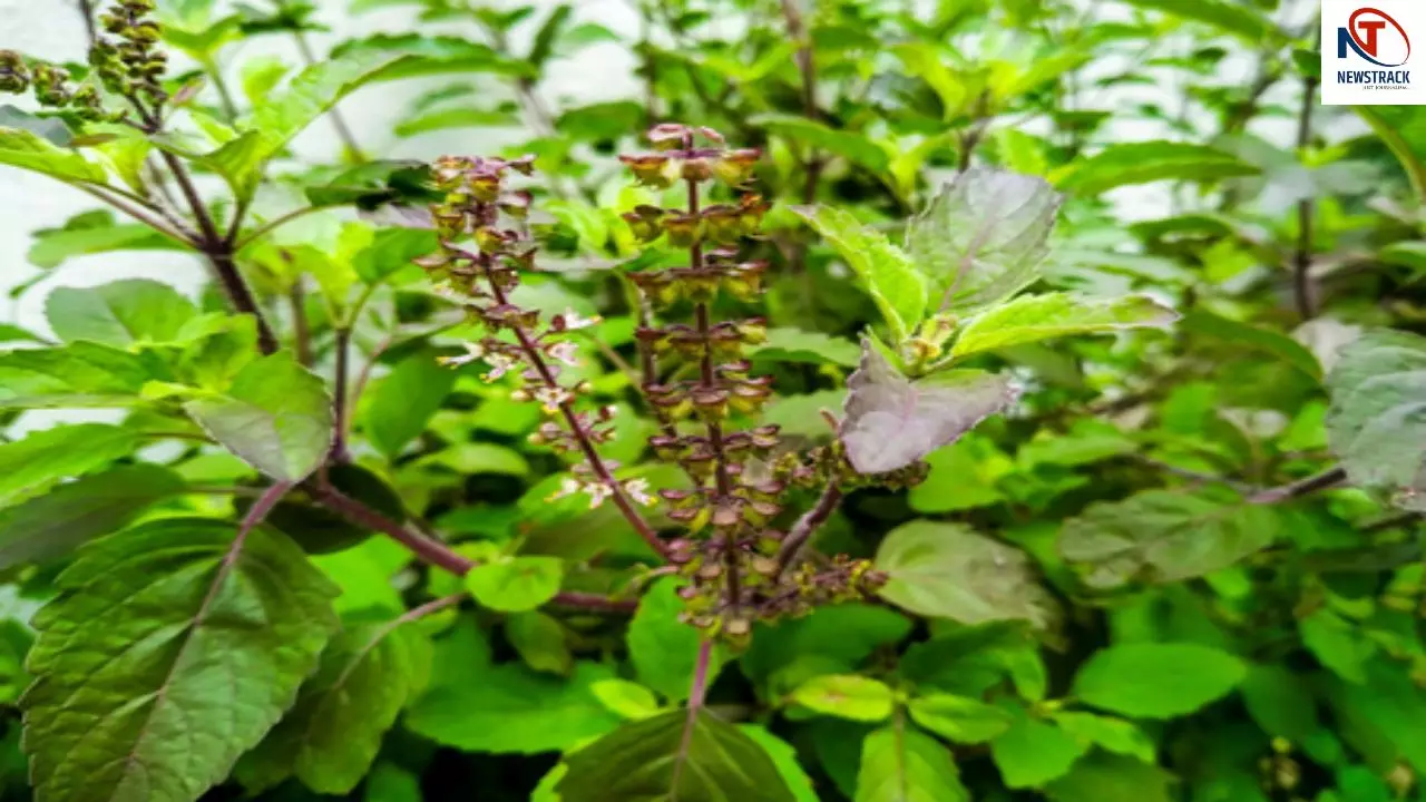 Tulsi Manjari Benefits Tulsi Manjari Benefits