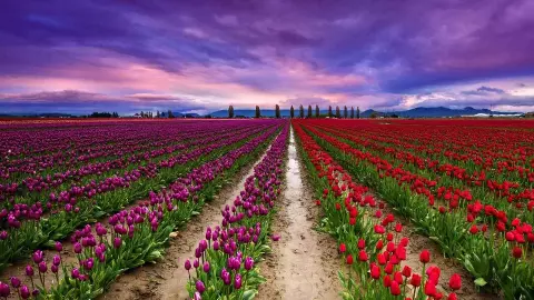 Kashmir Tulip Garden 2026 colorful tulips bloom with fewer tourists Srinagar Dal Lake view tourist decrease
