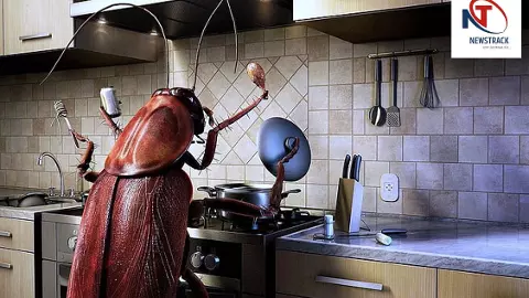 Kitchen Tips Kitchen Tips