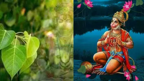 hanuman ji reside in peepal tree truth belief secret scientific reason hindu dharma hanuman ji reside in peepal tree truth belief secret scientific reason hindu dharma
