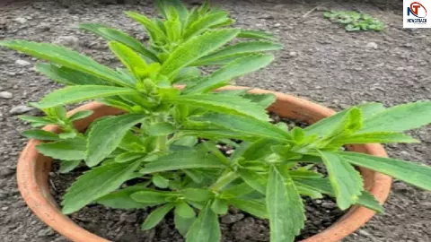 Sweet Tulsi Benefits