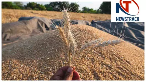 MP MSP Wheat Procurement: एमपी में MSP पर रिकॉर्ड गेहूं खरीदी, 2 करोड़ क्विंटल स्लॉट बुक