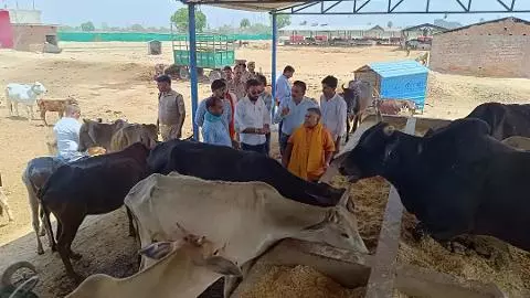 Auraiya News: औरैया में गोशालाओं का औचक निरीक्षण, व्यवस्थाओं में सुधार के लिए दिए गए निर्देश