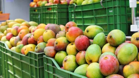 Artificially Ripened Mangoes