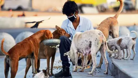 Street Dogs