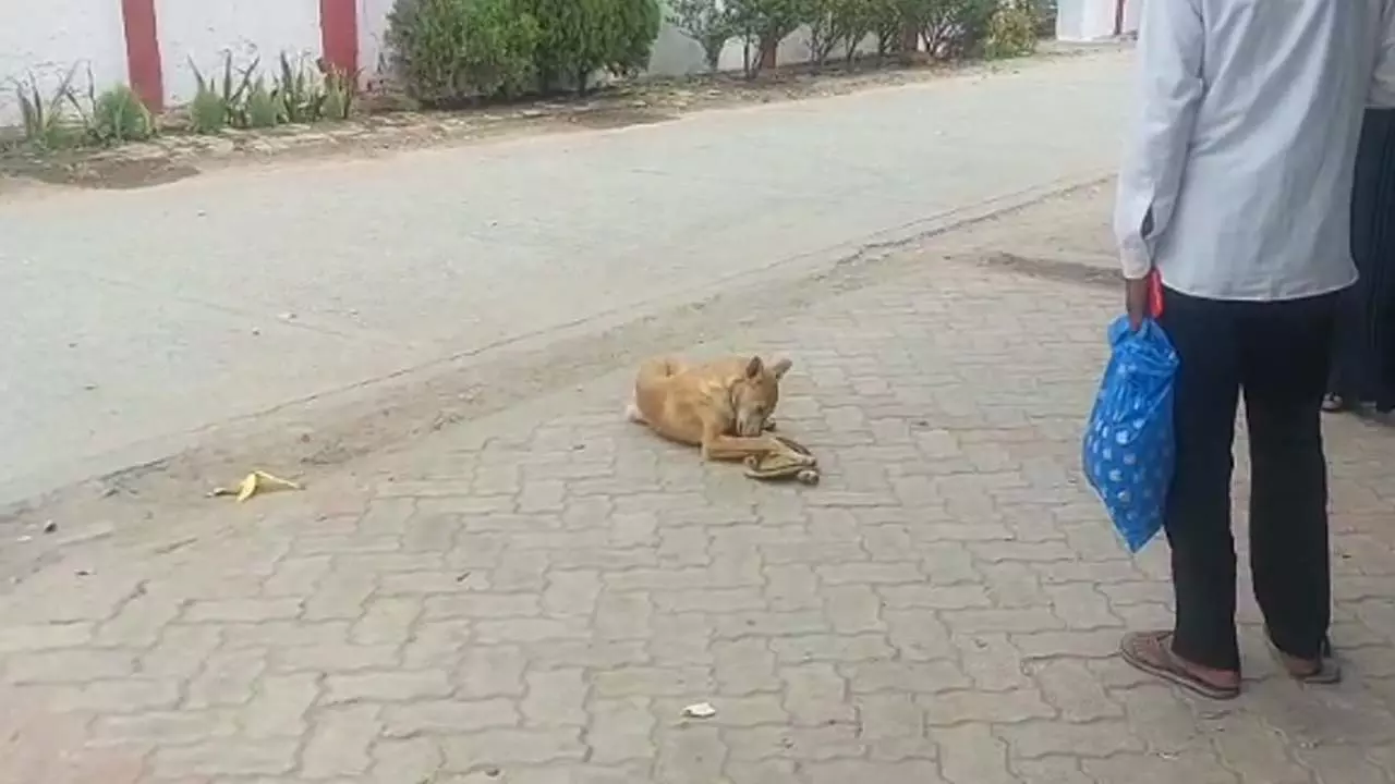 Police cap seen at dogs feet, many questions raised, people shouted outrage