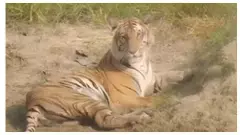 Lakhimpur Kheri: दुधवा से सटे इलाकों में वन्यजीवों की हलचल: कहीं बाघ का हमला तो कहीं सांप से दहशत Lakhimpur Kheri: दुधवा से सटे इलाकों में वन्यजीवों की हलचल: कहीं बाघ का हमला तो कहीं सांप से दहशत