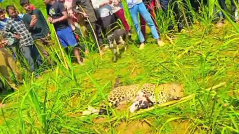 Tendus attack in Pilibhit, villagers show courage, grab and save Jan