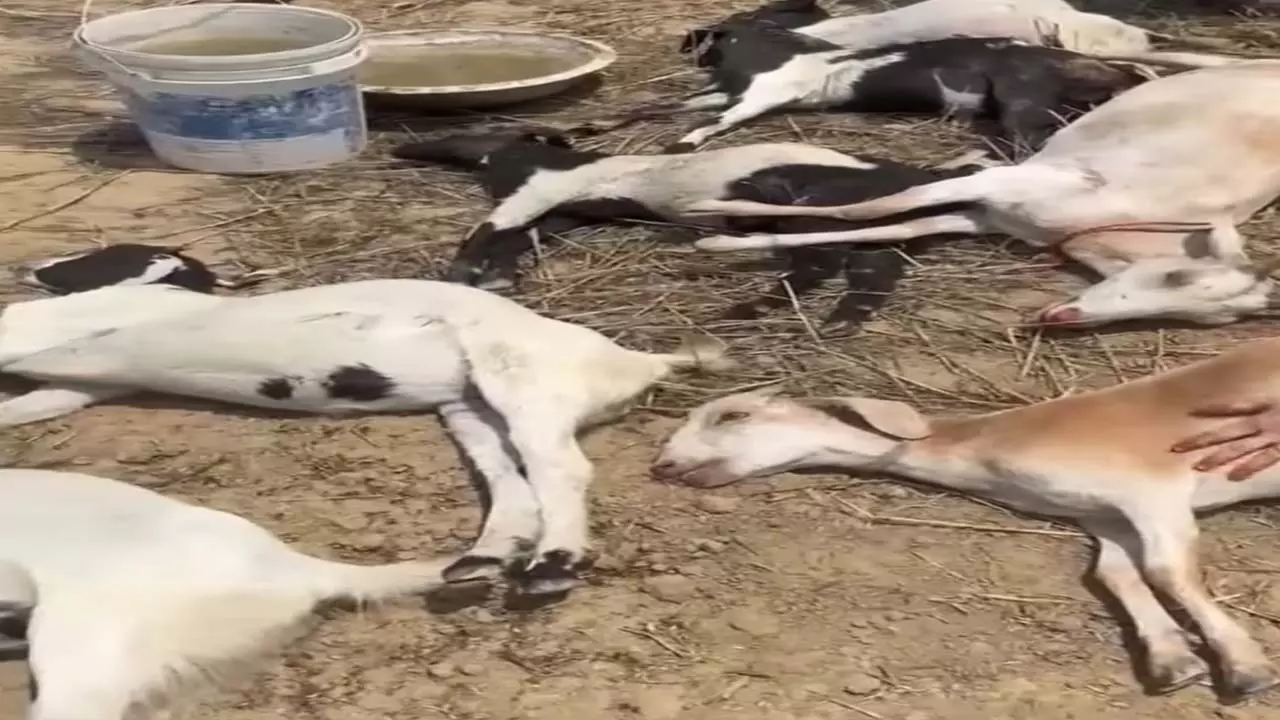Two dozen goats die mysteriously in Sisai Mafi village, panic among livestock keepers Two dozen goats die mysteriously in Sisai Mafi village, panic among livestock keepers