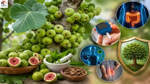 Gular Fruits Benefits Gular Fruits Benefits