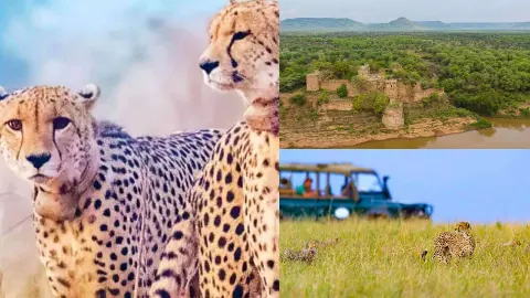 Kuno cheetah project female cheetahs released into open forest India Hindi