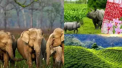 Assam tourism Kaziranga Majuli Brahmaputra best travel places in Assam Assam tourism Kaziranga Majuli Brahmaputra best travel places in Assam