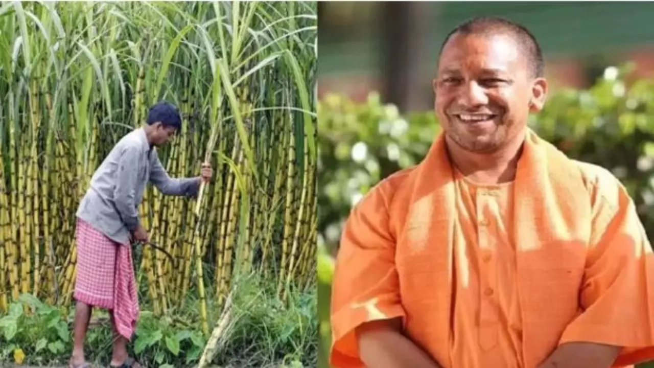 UP Sugarcane Farmers UP Sugarcane Farmers