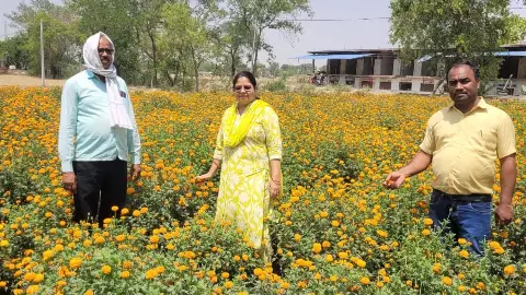 Farmer Ram Sahay earns lakhs of rupees from cultivation of genda flowers