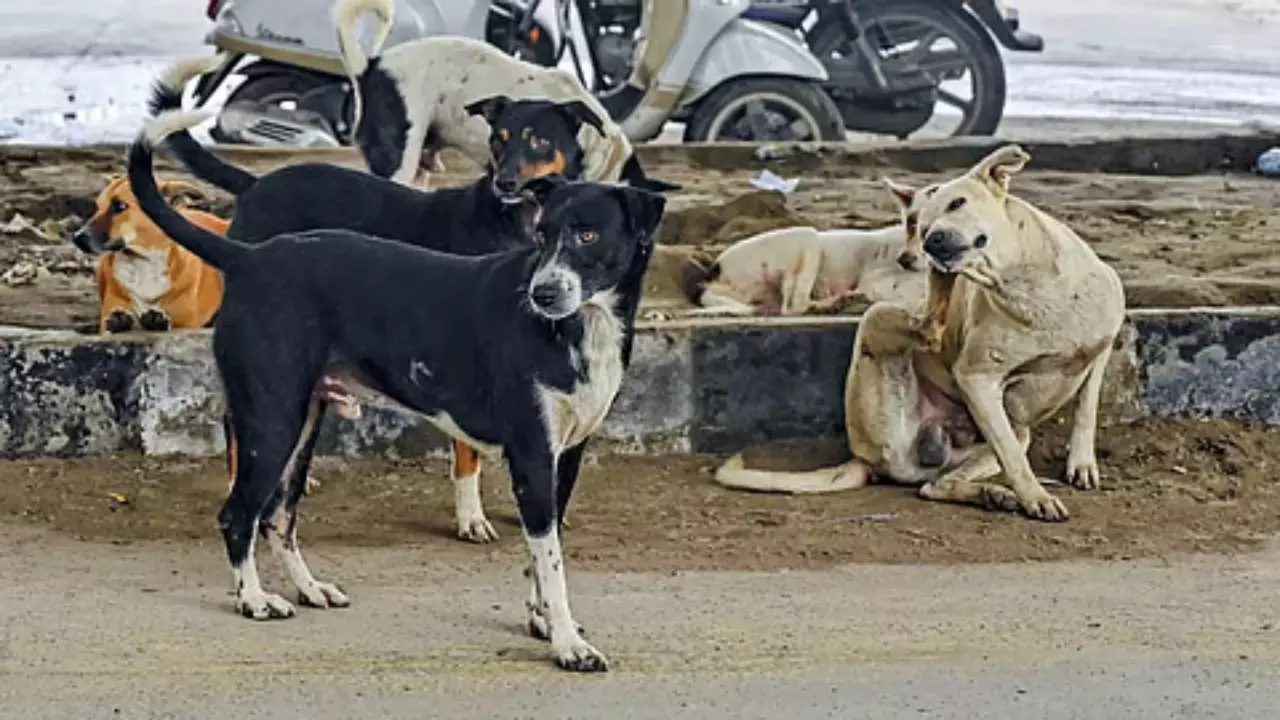 Supreme Court Street Dog Order