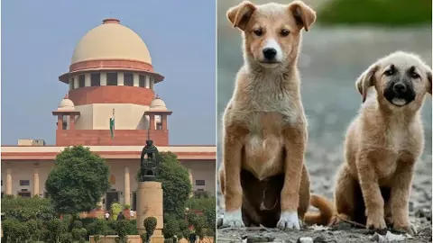 SC on Stray Dogs