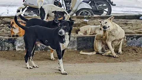 Supreme Court Street Dog Order