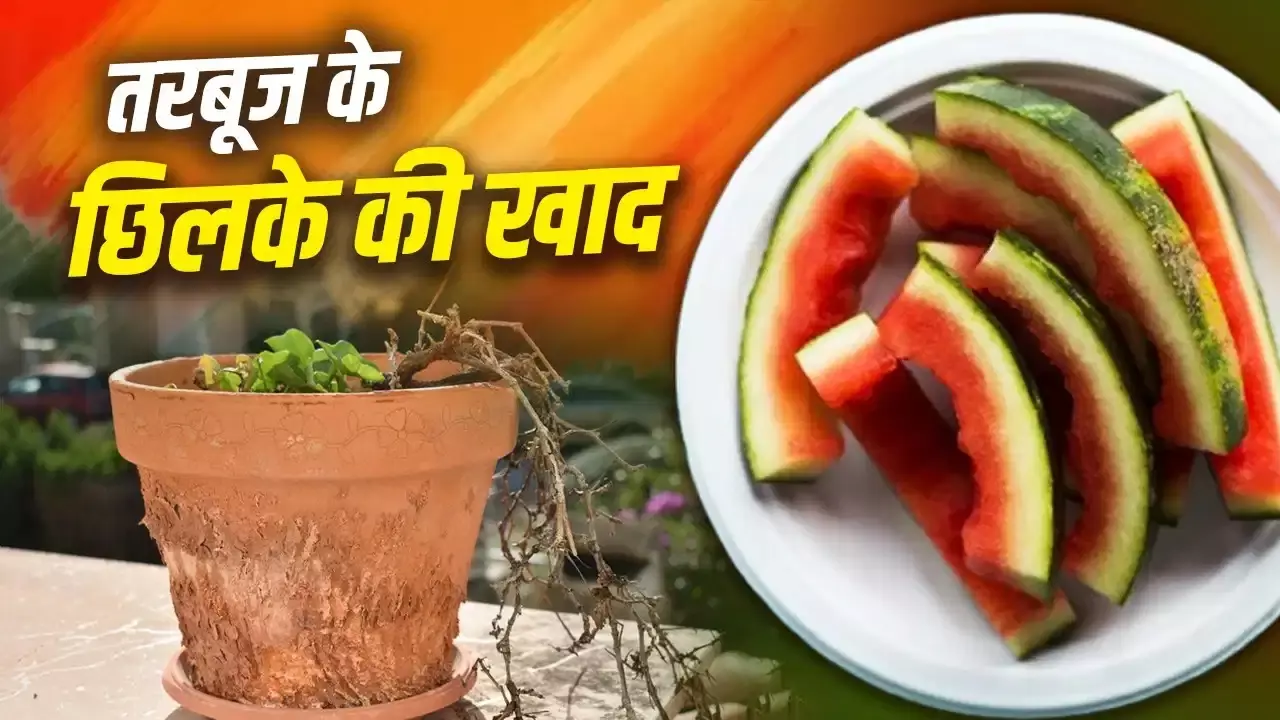 Watermelon Peel Fertilizer: डस्टबिन नहीं, गमलों में डालें तरबूज के छिलके! पौधे हो जाएंगे हरे-भरे