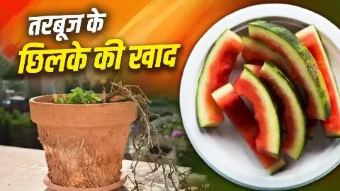 Watermelon Peel Fertilizer: डस्टबिन नहीं, गमलों में डालें तरबूज के छिलके! पौधे हो जाएंगे हरे-भरे