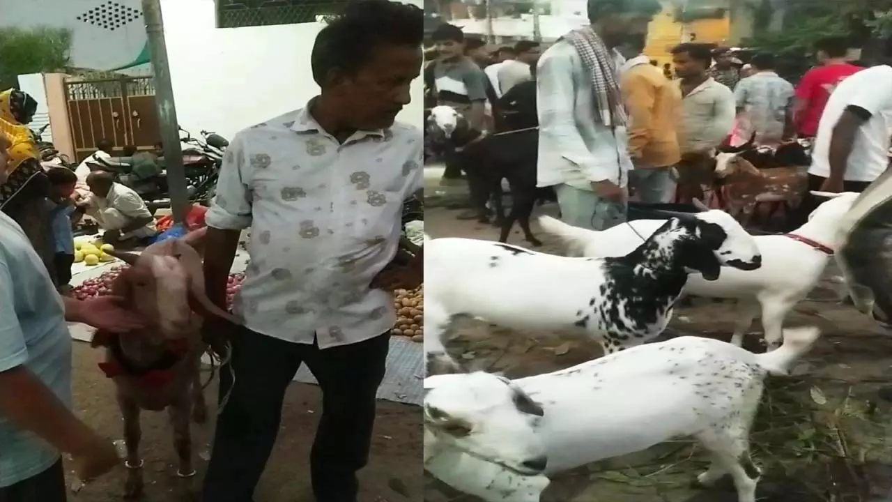 Decorated goat market in Bangarmau, expensive goat became attraction center