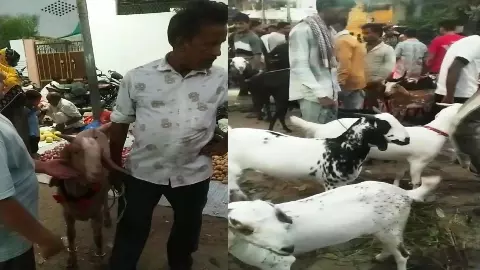 Decorated goat market in Bangarmau, expensive goat became attraction center