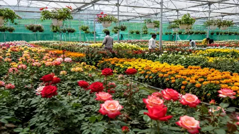 Ayodhya Flower Center