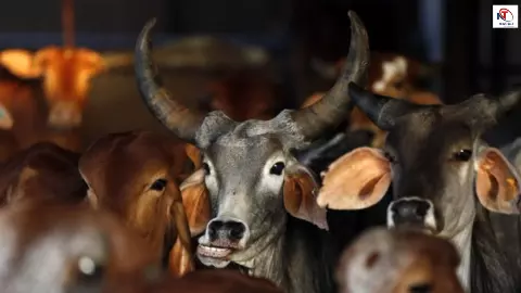 Bakrid 2026: कहीं पूरी तरह बैन तो कहीं शर्तों के साथ अनुमति, भारत में गौ हत्या के अलग-अलग कानून Bakrid 2026: कहीं पूरी तरह बैन तो कहीं शर्तों के साथ अनुमति, भारत में गौ हत्या के अलग-अलग कानून