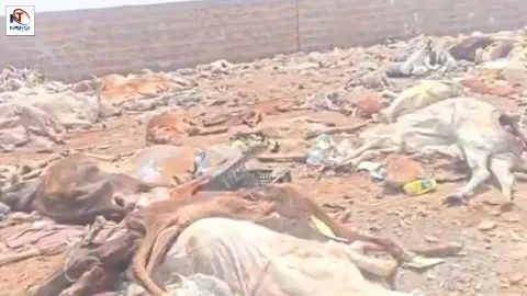 Jaisalmer Cow Death Case Jaisalmer Cow Death Case