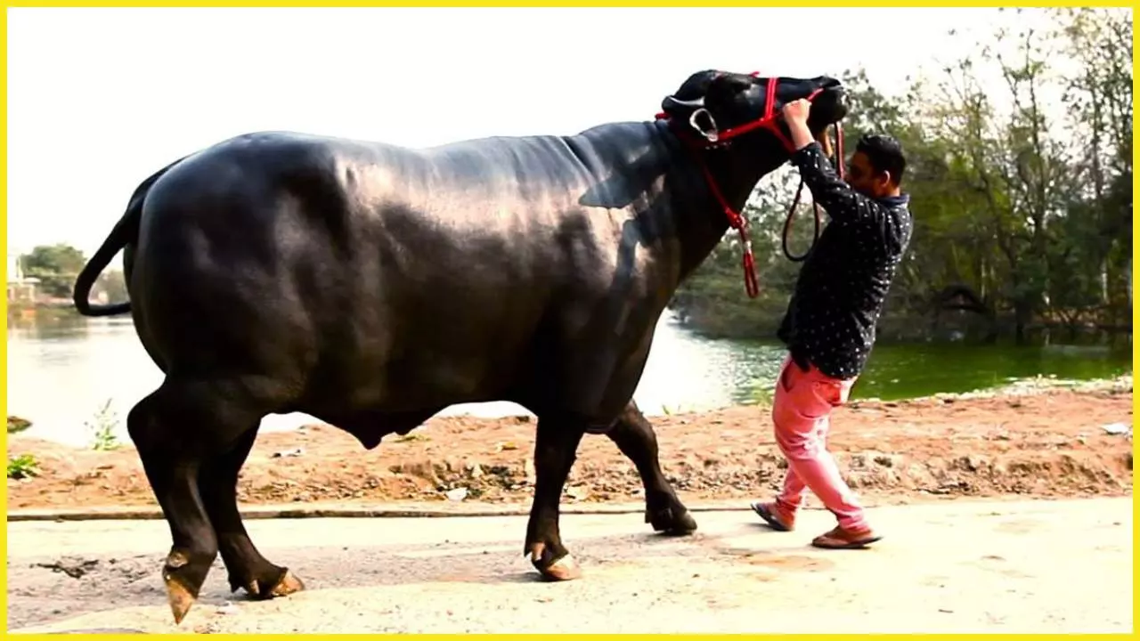 bakrid 2026 yuvraj buffalo worth rs 31 lakh royal diet hapur up animal market bakrid 2026 yuvraj buffalo worth rs 31 lakh royal diet hapur up animal market