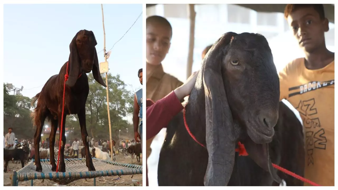 Bakrid 2026: बकरीद बाजार में ‘शहंशाह’ की धूम, 90 किलो के बकरे ने खींचा सबका ध्यान Bakrid 2026: बकरीद बाजार में ‘शहंशाह’ की धूम, 90 किलो के बकरे ने खींचा सबका ध्यान