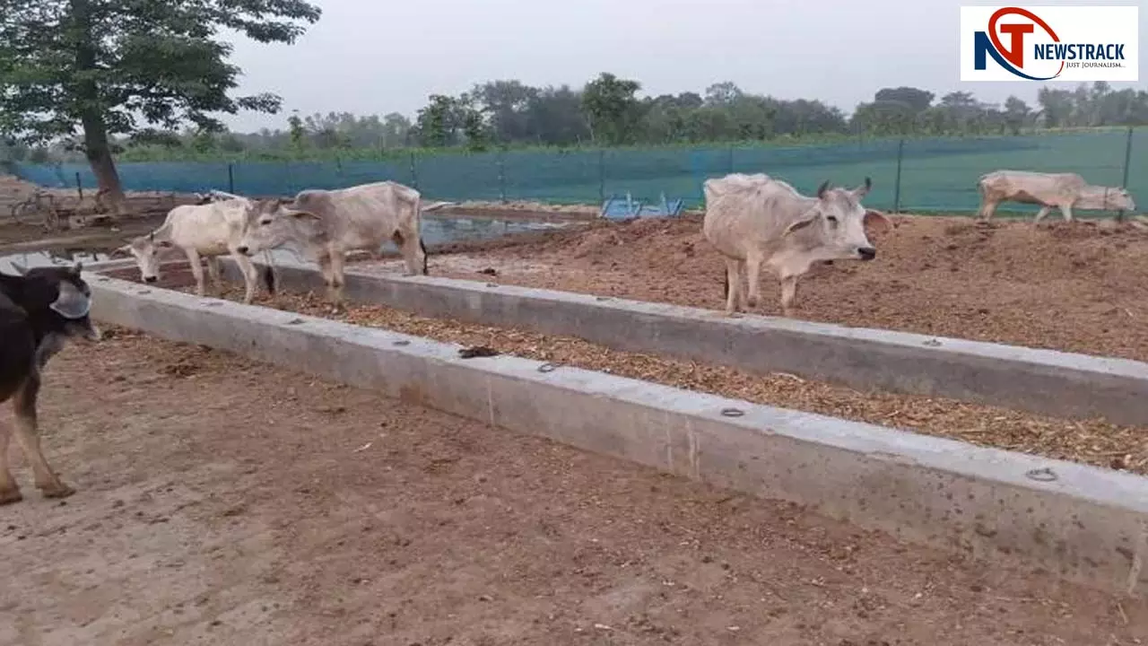 Hungry cows in Shahjot Gaushala Hungry cows in Shahjot Gaushala