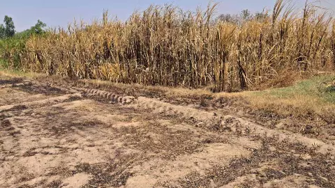 Pilibhit News: जमीन कब्जाने को लेकर ग्राम विकास अधिकारी समेत कई लोगों पर किसान ने लगाए गंभीर आरोप
