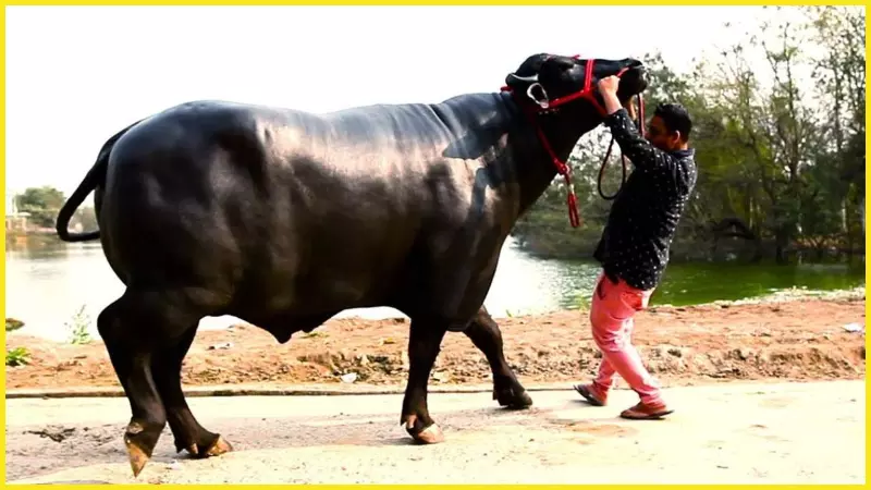 bakrid 2026 yuvraj buffalo worth rs 31 lakh royal diet hapur up animal market bakrid 2026 yuvraj buffalo worth rs 31 lakh royal diet hapur up animal market