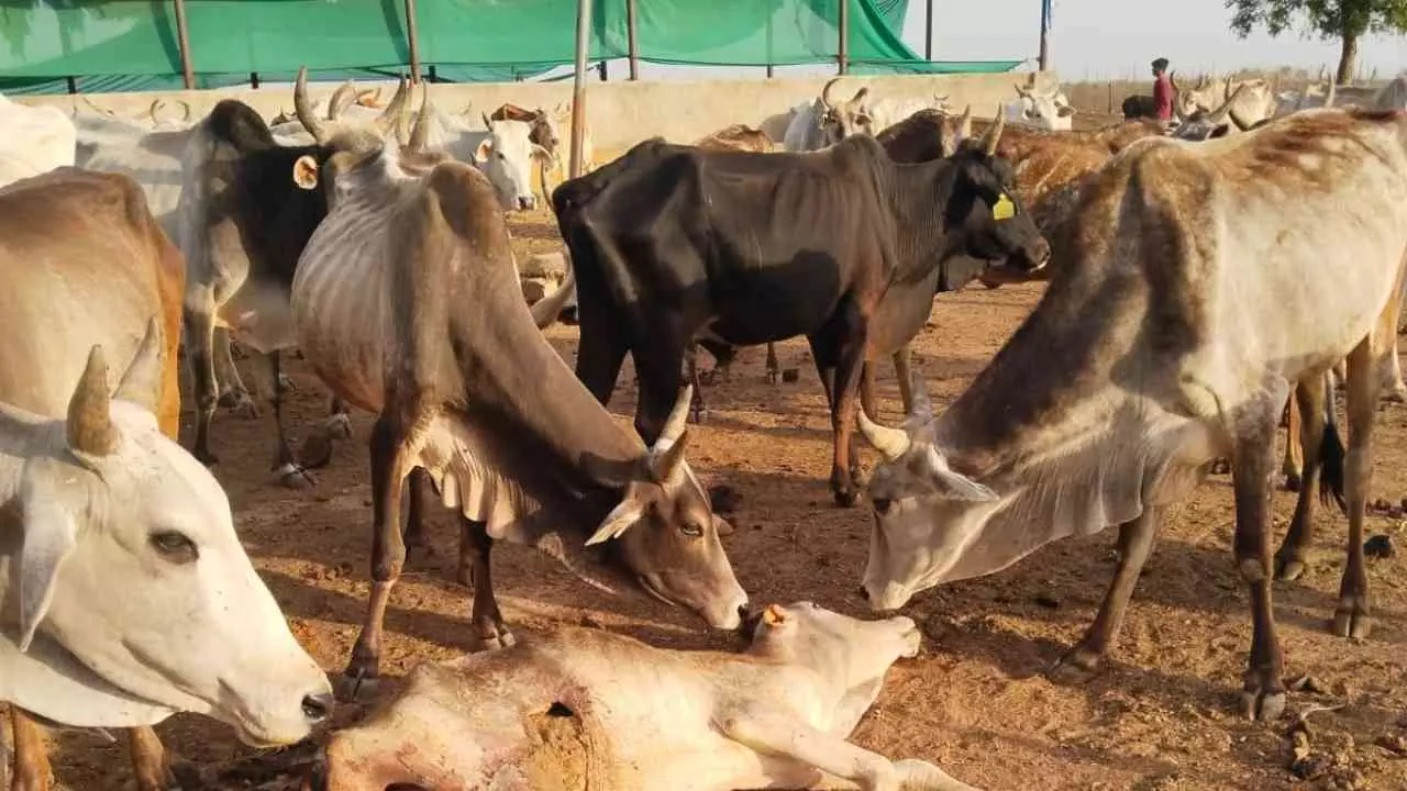Chitrakoot News: पाठा की गौशालाओं में बदहाली, भूख-प्यास से तड़प रहे गौवंश Chitrakoot News: पाठा की गौशालाओं में बदहाली, भूख-प्यास से तड़प रहे गौवंश